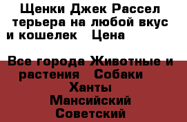 Щенки Джек Рассел терьера на любой вкус и кошелек › Цена ­ 13 000 - Все города Животные и растения » Собаки   . Ханты-Мансийский,Советский г.